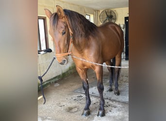 Andaluces, Caballo castrado, 12 años, 170 cm, Castaño rojizo