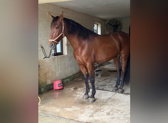 Andaluces, Caballo castrado, 12 años, 170 cm, Castaño rojizo