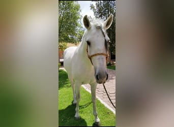 Andaluces, Caballo castrado, 12 años, 175 cm, Tordo