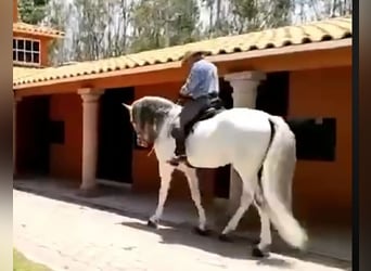 Andaluces, Caballo castrado, 12 años, 175 cm, Tordo