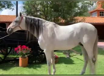 Andaluces, Caballo castrado, 12 años, 175 cm, Tordo
