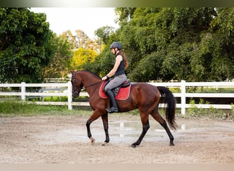 Andaluces Mestizo, Caballo castrado, 12 años, Castaño rojizo