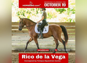 Andaluces Mestizo, Caballo castrado, 12 años, Castaño rojizo