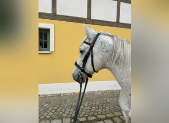 Andaluces, Caballo castrado, 13 años, 148 cm, Tordo picazo
