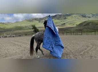 Andaluces, Caballo castrado, 13 años, 150 cm, Tordo