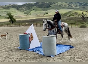 Andaluces, Caballo castrado, 13 años, 150 cm, Tordo