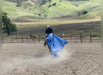 Andaluces, Caballo castrado, 13 años, 150 cm, Tordo