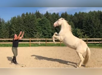 Andaluces, Caballo castrado, 13 años, 154 cm, Cremello