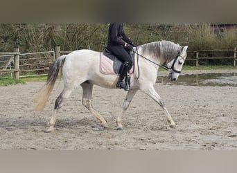 Andaluces, Caballo castrado, 13 años, 156 cm, Tordo