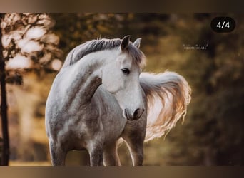 Andaluces, Caballo castrado, 13 años, 160 cm, Tordo