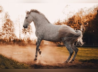 Andaluces, Caballo castrado, 13 años, 160 cm, Tordo