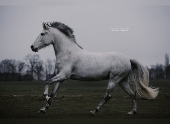 Andaluces, Caballo castrado, 13 años, 160 cm, Tordo