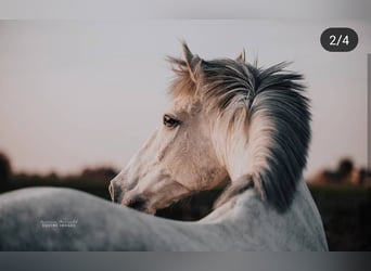 Andaluces, Caballo castrado, 13 años, 160 cm, Tordo