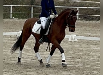 Andaluces, Caballo castrado, 13 años, 163 cm, Castaño