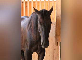 Andaluces, Caballo castrado, 13 años, 166 cm, Castaño oscuro