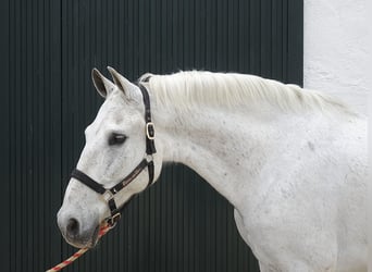 Andaluces, Caballo castrado, 13 años, 166 cm, Tordo