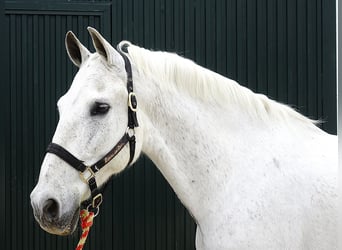 Andaluces, Caballo castrado, 13 años, 166 cm, Tordo