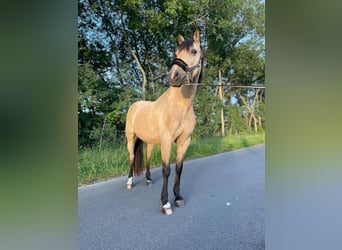 Andaluces, Caballo castrado, 14 años, 151 cm, Bayo