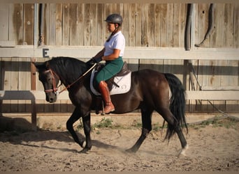 Andaluces Mestizo, Caballo castrado, 14 años, 154 cm, Negro