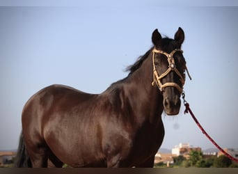 Andaluces Mestizo, Caballo castrado, 14 años, 154 cm, Negro