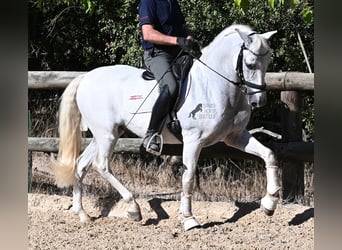 Andaluces, Caballo castrado, 14 años, 156 cm, Tordo
