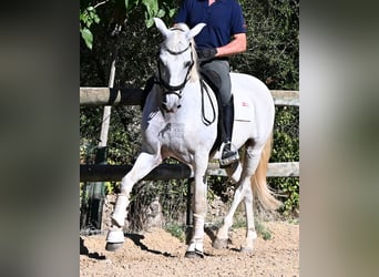 Andaluces, Caballo castrado, 14 años, 156 cm, Tordo