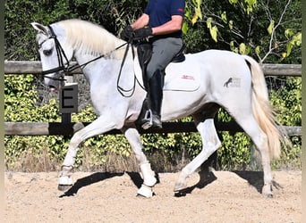 Andaluces, Caballo castrado, 14 años, 156 cm, Tordo