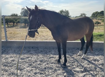 Andaluces, Caballo castrado, 14 años, 158 cm, Castaño oscuro