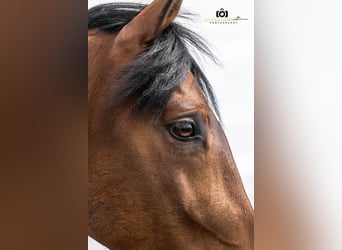 Andaluces, Caballo castrado, 14 años, 160 cm, Castaño