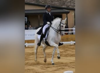 Andaluces, Caballo castrado, 14 años, 165 cm, Tordo