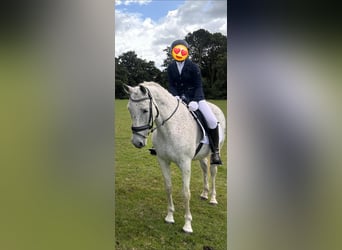 Andaluces Mestizo, Caballo castrado, 15 años, 155 cm, Tordo picazo