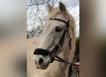 Andaluces, Caballo castrado, 15 años, 155 cm, Tordo picazo