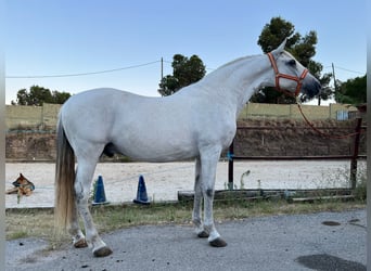 Andaluces, Caballo castrado, 15 años, 156 cm, Tordo
