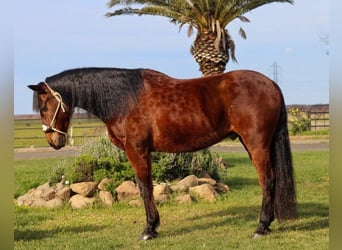 Andaluces, Caballo castrado, 15 años, 157 cm, Castaño rojizo