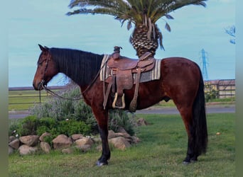 Andaluces, Caballo castrado, 15 años, 157 cm, Castaño rojizo