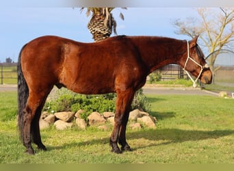 Andaluces, Caballo castrado, 15 años, 157 cm, Castaño rojizo