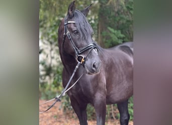 Andaluces Mestizo, Caballo castrado, 15 años, 157 cm, Negro