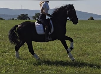 Andaluces Mestizo, Caballo castrado, 15 años, 157 cm, Negro