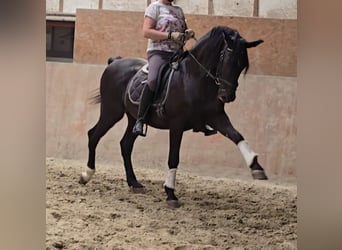 Andaluces Mestizo, Caballo castrado, 15 años, 157 cm, Negro