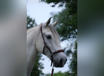 Andaluces Mestizo, Caballo castrado, 15 años, 158 cm, Tordo