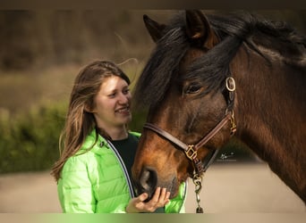 Andaluces Mestizo, Caballo castrado, 15 años, 160 cm, Castaño-ruano