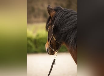 Andaluces Mestizo, Caballo castrado, 15 años, 160 cm, Castaño-ruano