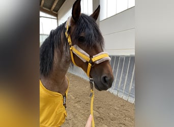 Andaluces Mestizo, Caballo castrado, 15 años, 160 cm, Castaño-ruano