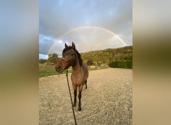 Andaluces Mestizo, Caballo castrado, 15 años, 160 cm, Castaño-ruano