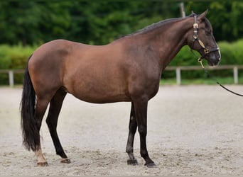 Andaluces, Caballo castrado, 15 años, 160 cm, Negro