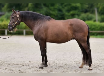 Andaluces, Caballo castrado, 15 años, 160 cm, Negro