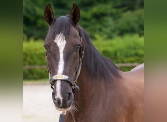 Andaluces, Caballo castrado, 15 años, 160 cm, Negro