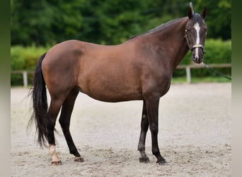 Andaluces, Caballo castrado, 15 años, 160 cm, Negro