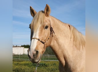 Andaluces, Caballo castrado, 15 años, 161 cm, Palomino