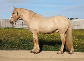 Andaluces, Caballo castrado, 15 años, 161 cm, Palomino